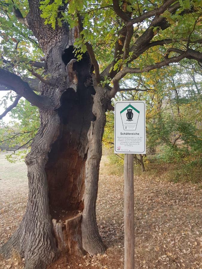 Villa Windschief Thale Zewnętrze zdjęcie
